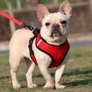 Reflective Dog Harness with Adjustable Leash|Breathable Polyester Mesh Fabric with Reflective Dog Harness with Adjustable Leash|Breathable Polyester Mesh Fabric with Top Carry Handle|Small Size|HAT-818|Comfortable No-Pull Grip|Quick Release Buckles|Stylish Design|Red