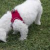 71Eeow39GAL._SL1478_.jpg CATCHY Dog Harness for Puppy, Small and Medium Dog Breeds, Choke Free Puppy Harness, Reflective No Pull Dog Harness, Small and Medium Dog Vest Harness (Red, XS)