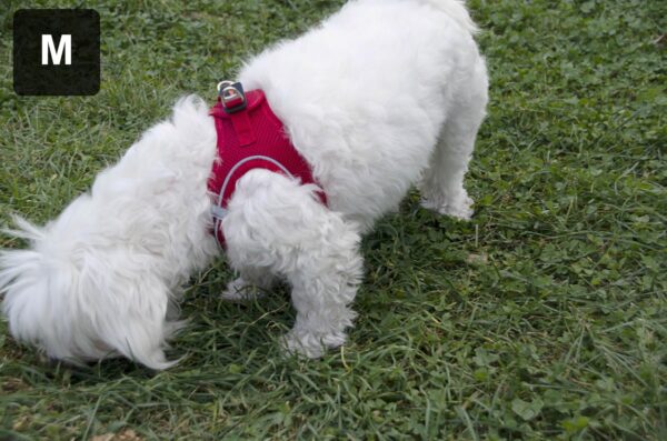 71Eeow39GAL._SL1478_.jpg CATCHY Dog Harness for Puppy, Small and Medium Dog Breeds, Choke Free Puppy Harness, Reflective No Pull Dog Harness, Small and Medium Dog Vest Harness (Red, XS)