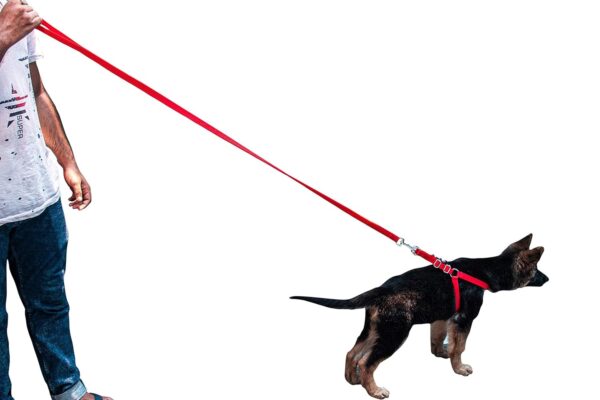 Adjustable Breathable Dog Chest Belt Harness and Padded Leash Belt for Adult Breeds | Comfortable for Training, Walking, Running (Red Color - 1 Inch)