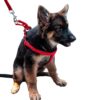 Adjustable Breathable Dog Chest Belt Harness and Padded Leash Belt for Adult Breeds | Comfortable for Training, Walking, Running (Red Color - 1 Inch)