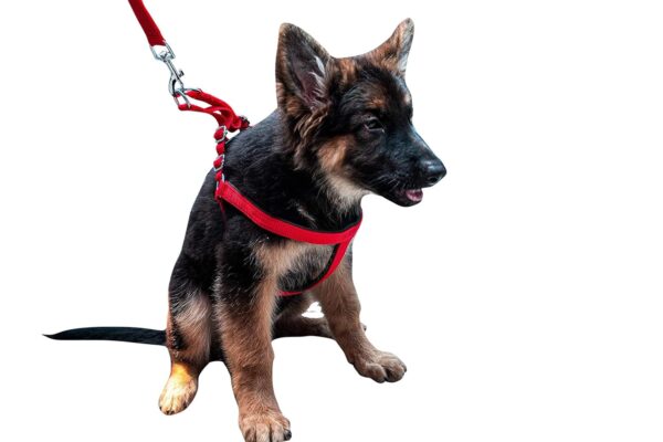 Adjustable Breathable Dog Chest Belt Harness and Padded Leash Belt for Adult Breeds | Comfortable for Training, Walking, Running (Red Color - 1 Inch)