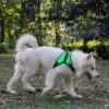 71JGvXuQzWL._SL1000_.jpg PetVogue Comfort Dog Harness, Small Dog Harness Choke Free Adjustable Pet Vest No Pull Outdoor Sport Vest Harness Reflective Soft Padded Vest - Medium,Black
