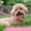 YellowCult Dog/Cat Collar Leash Set with Adjustable Soft Nylon Paw Print Pet Collar for Cats, Puppies, Small Dogs, Fat Rabbits Walking Training, Bell & Quick Release Buckle Safety Lock -[Pink]