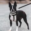 71Lr9ao3kOL._SL1500_.jpg No Pull Dog Harness - Step in Dog Harness and Leash for Small Medium Large Dog - Escape Proof Adjustable Soft Leash Collar Set for Walking Training Hiking Outdoor, 15 Cm, 15 Cm
