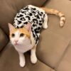 71LzzuSejyL._SL1500_.jpg Lulala Turtleneck Winter Sweater for Small Dogs – Warm Knitwear for Boys & Girls | Soft Pet Clothes with Leash Hole | Cozy Autumn/Winter Dog Apparel