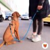 71NSak3GNrL._SL1500_.jpg Wooflix Heavy Duty Nylon Dog Leash | Anti Slip Padded Handle Long Dog Leash | Highly Reflective Leash for Dogs | Dog Rope for Medium & Large Dogs | Dog Training Leash | (Blue, 5 Feet Long)