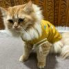 Lulala Turtleneck Dog Sweater - Winter Coat Apparel Classic Cable Lulala Turtleneck Dog Sweater - Winter Coat Apparel Classic Cable Knit Clothes with Leash Hole for Cold Weather, Ideal Gift for Pet in New Year (Yellow, 8 Inch)