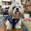 71ONJsi0xHL._SL1500_.jpg Lulala Dog Hoodie Fuzzy Dog Sweater with Leash Hole - Small Dog and Cat Clothes Warm Soft Cozy Hooded Sweatshirt for Winter. (Blue-12Inch)