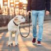 71OrgEvB7qL._SL1500_.jpg Neville Premium and Strong 5 feet Long Dog Collar Leash for Large Dogs with Padded Handle and Highly Reflective Straps Dogs Perfect for Harness and Neck Collar Belts (15 to 80 kgs) Black