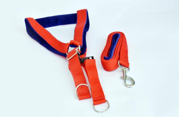 71PJ8lS-xnL._SL1500_.jpg DOGISTA PET Products Dog MUKHMAL Leash Harness Set 1.50, Extra Large