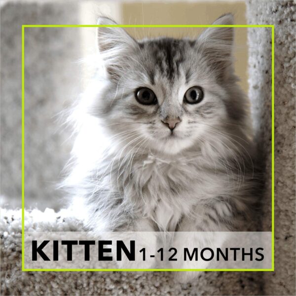 71PVvFNl8OL._SL1500_.jpg Meat Up Kitten(1-12 months) Dry Cat Food ,Ocean Fish,600g (Buy 1 Get 1 Free ) Total 1.2Kg Pack
