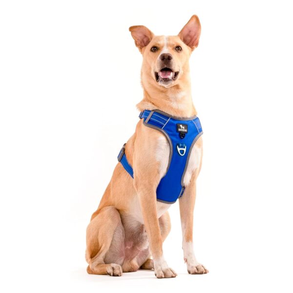 HUFT Active Pet Dog Harness - Royal Blue (S) | HUFT Active Pet Dog Harness - Royal Blue (S) | Lightweight Adjustable Harness for Puppies, Small Dogs, and Medium Dogs | Durable and Stylish Dog Leash and Harness for Training & Everyday Use