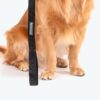 HUFT Basics Dog Leash - Classic Black - S