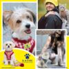 71RCMtPGLzL._SL1500_.jpg A+a Pets' Luxury Fur Harness & Leash Set for Cat & Small Dog | Lightweight, Escape Proof, Vest Combo (Red, L)
