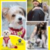 71Rm50fQNGL._SL1500_.jpg A+a Pets' Luxury Fur Harness & Leash Set for Cat & Small Dog | Lightweight, Escape Proof, Vest Combo (Blue, M)