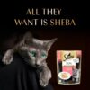 71SD7x0jF5L._SL1500_.jpg Sheba Fine Premium Kitten (2-12 Months) Wet Cat Food, Chicken Premium Loaf, 70 g Pouch (Pack of 14), High-Moisture Gravy Kitten cat Food for Healthy Hydration