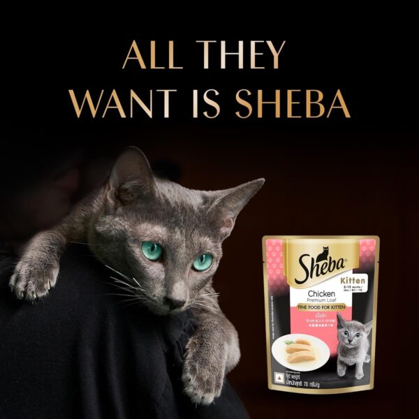 71SD7x0jF5L._SL1500_.jpg Sheba Fine Premium Kitten (2-12 Months) Wet Cat Food, Chicken Premium Loaf, 70 g Pouch (Pack of 14), High-Moisture Gravy Kitten cat Food for Healthy Hydration