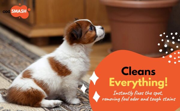 ROBUST Odosmash Pet Area Odour Remover with Refreshing Citrus Fragrance Removes Stains from Urine, Feces, & Vomit | Natural Bio-Enzymatic Formula | Cat Litter Spray | All Pets & All Surfaces | 250 ml