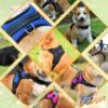 71VxTe0rkL._SL1200_.jpg PetVogue Comfort Dog Harness, Small Dog Harness Choke Free Adjustable Pet Vest No Pull Outdoor Sport Vest Harness Reflective Soft Padded Vest - Medium,Black