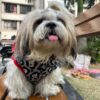 71WIuZSYG5L._SL1500_.jpg Lulala Dog Hoodie Fuzzy Dog Sweater with Leash Hole and Pocket Warm Soft Cozy Hooded Sweatshirt Fleece for Small Dog & Cat (Black, Grey-8Inch)