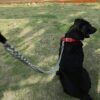 PSK PET MART Heavy Duty Dog Leash, Metal Dog Leash Dog Chain with Padded Handle for Large & Medium Size Dog Multi-Colored