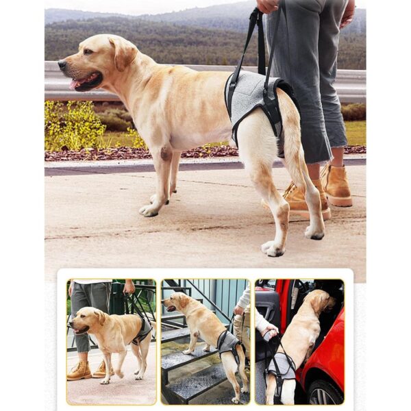 71WW2jVAUlL._SL1500_.jpg Dog Lifting Support Harness Auxiliary Belt Dog Sling for Back Legs Portable M|Pet Supplies | Dog