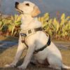Dog Harness with Name id Customized for Dogs Large Medium Small Puppy All Breeds No Pull Harness Reflective Vest Harness Belt Adjustable Personalized with Dog Name (Beige) (Large Dogs)