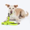 71beawGMUWL._SL1500_.jpg HUFT Basics Leash for Dogs - Neon Green (M/L)