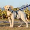 71cYi2Asy4L._SL1000_.jpg PetVogue Dog Harness for Small Dogs No Pull; Reflective Dog Vest Harness, Adjustable Pet Harness with 2 Leash Clips, No Choke Dog Vest with Loop Panels, Dog Harness with Easy Control Handle, Khaki
