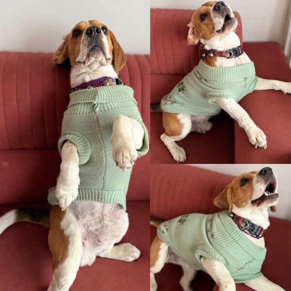 Lulala Turtleneck Dog Sweater - Winter Coat Apparel Classic Cable Knit Clothes with Leash Hole for Cold Weather, Ideal Gift for Pet (Green, 8 Inch)