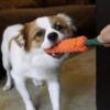 Dog Trust Durable Orange Carrot Knotted Cotton Rope Toys for Teeth Cleaning and Chewing, Small & Medium Dog/Cat/Puppy (Multicolour).