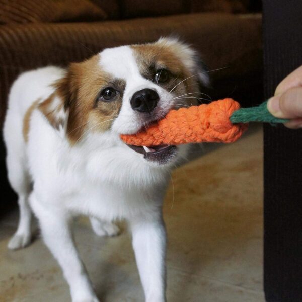 Dog Trust Durable Orange Carrot Knotted Cotton Rope Toys for Teeth Cleaning and Chewing, Small & Medium Dog/Cat/Puppy (Multicolour).