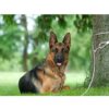 Dubidu Venyl Covered Cable Leash For Medium-Large Dogs 6Ft & 10Ft Water Proof Lead For All Sized Pets. Great For Yard, Easy To Use Excellent Look (20 Feet)