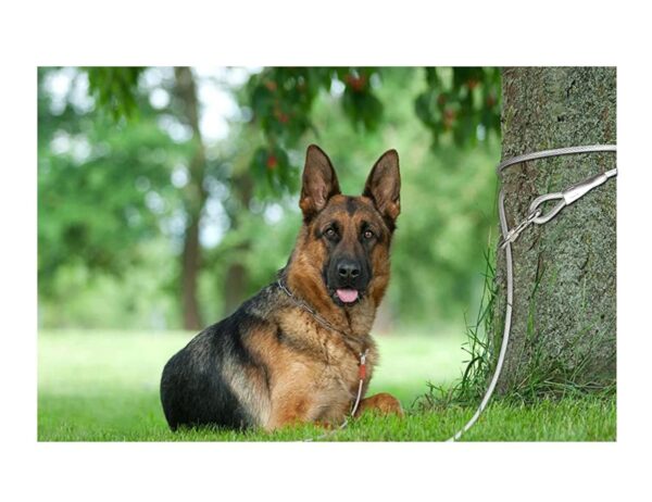 Dubidu Venyl Covered Cable Leash For Medium-Large Dogs 6Ft & 10Ft Water Proof Lead For All Sized Pets. Great For Yard, Easy To Use Excellent Look (20 Feet)