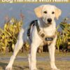 Dog Harness with Name id Customized for Dogs Large Medium Small Puppy All Breeds No Pull Harness Reflective Vest Harness Belt Adjustable Personalized with Dog Name (Beige) (Large Dogs)