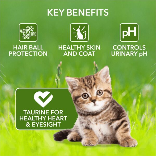 71iJBkEiM9L._SL1500_.jpg Meat Up Kitten(1-12 months) Dry Cat Food ,Ocean Fish,600g (Buy 1 Get 1 Free ) Total 1.2Kg Pack