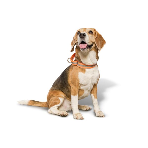 PetWale Reflective Orange Dog Martingale Collar | Comfortable & Secure Fit | No Neck Strains | Durable | Recommended by Trainers | Suited for Small Breeds Like Lahsa, Terrier & More | Size S