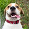 Lana Paws Pupper Party Soft & Sturdy Canvas Fabric Collar, Multi (Medium),?45.7L x 7.6W Centimeters