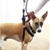 Dog Combo Pack of Harness, Neck Collar Belt and Rope Set (Black, Medium, Waterproof, Rope Size 1.5M-2M) (Black)