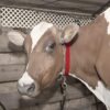 Farmer King Cow/Buffalo/Bull/Horse Solid Nylon Neck Belt, Rock Strong Collar, 1 Meter Adjustable Bel
