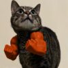 71mhGKRfBL._SL1500_.jpg Cat Muscle Arm, Funny Pet Costume Accessory for Cats, Creative Cat Toy for Halloween Parties, Photo Shoots and Social Media Content(Orange)
