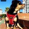 71naufoUrWL._SL1333_.jpg CATCHY Dog Harness for Puppy, Small and Medium Dog Breeds, Choke Free Puppy Harness, Reflective No Pull Dog Harness, Small and Medium Dog Vest Harness (Red, XS)
