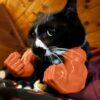 71nc1cWPIhL._SL1500_.jpg Cat Muscle Arm, Funny Pet Costume Accessory for Cats, Creative Cat Toy for Halloween Parties, Photo Shoots and Social Media Content(Orange)
