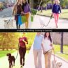 Nylon Dog Leash with Comfortable Padded Handle and Reflective Threads for Running, Walking & Training to Puppy, Small Medium and Large Dogs (1.5 Meter-5 Feet 1.2 cm Diameter)