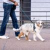 71oZwE3Po8L._SL1080_.jpg 4 Ft Heavy‑Duty Reflective Dog Leash – Soft Padded Handle + 360° Swivel Clip – Strong Nylon Rope, Tangle‑Free, Safe Night Walks – Ideal for, Medium & Large Dogs (Aqua Woof, 4 Feet)