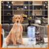 71pE3UozHjL._SL1080_.jpg GION 3.5 Litter Self-Dispensing Gravity Pet Food Feeder Bowl Water and Food Cat Feeder Bowl and Automatic Water Dispenser Bottle (1Pcs)