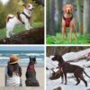 71qyc6uXC3L._SL1200_.jpg HANK Dog Harness | 3M Reflective | Body Vest for Small Dogs | Soft Comfortable | Adjustable Buckles | No Pull Harness for Training, Walking (Red - S (4-13Kg)
