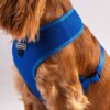 HUFT Classic Mesh Dog Harness - Blue - S: 12.5-18.1"