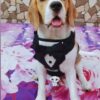 71r8mmJl2gL._SL1500_.jpg That Dog In Tuxedo Body Mesh Harness - Dog Tuxedo Harness (Black, Size L)